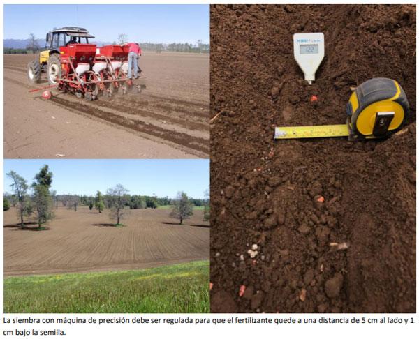 Manual del cultivo de maíz para ensilaje - Cultivo de maíz: Cuarto Capítulo - Image 9
