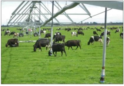 Control de Mastitis en producciones lecheras pastoriles - Image 1