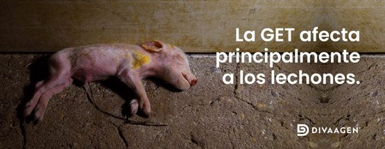 La Gastroenteritis Transmisible (GET), es una enfermedad altamente contagiosa que afecta a cerdos domésticos y silvestres, principalmente a lechones.