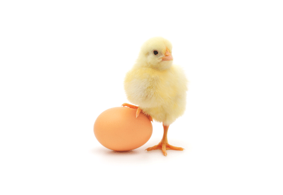 pollito