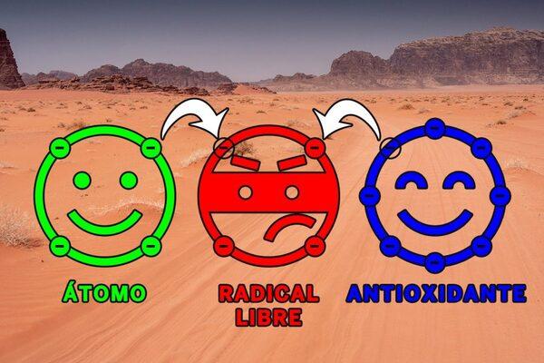 Cuando hace calor, los fitobióticos previenen el daño causado por el estrés oxidativo - Image 1