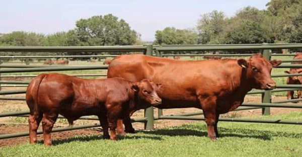 FOTOGRAFÍA 4. Vaca de cría de la raza Senepol. Producto del cruce del ganado Criollo del Senegal. N´Dama con ganado Británico Red Poll, con excelente condición corporal en ambos, al momento del destete de su ternero, apto para sacrificio y consumo inmediatos en el trópico. FUENTE: Ganado Senepol, Imágenes. Google, 2020. 