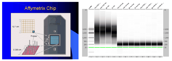 Identificación de biomarcadores de resistencia natural a Mycobacterium bovis en el ganado bovino - Image 20