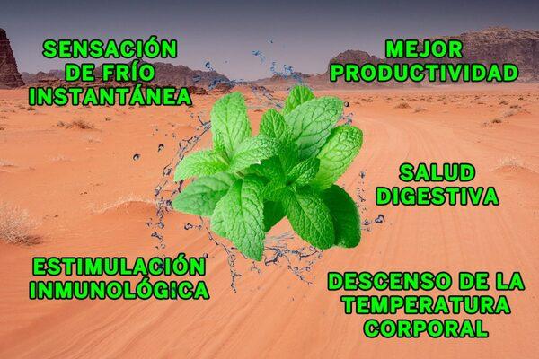 Cuando hace calor, los fitobióticos previenen el daño causado por el estrés oxidativo - Image 5