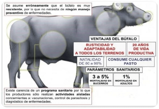 BOTERO - EL BÚFALO DE AGUA (Bubalus bubalis), OTRA OPCIÓN GANADERA PARA AMÉRICA TROPICAL - Image 2