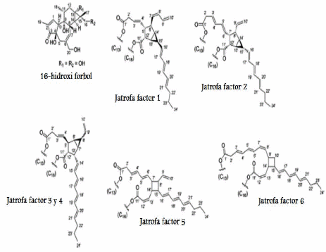 Efecto nutricional y toxico de la semilla de jatrofa (jatropha curcas) en pollos de engorda - Image 1