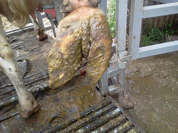Afecciones Podales - Capitulo 5: “Rechazo y manejo de vacas con lesiones cronicas” - Image 4