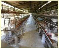 Evaluación de la acción de un bacteriófago lítico en una granja de gallinas comerciales - Image 1