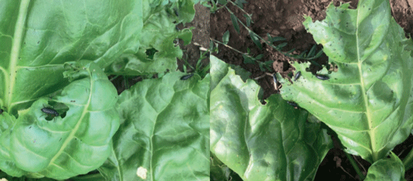 Pilme (Epicauta pilme (Molina, 1782)). Es un coleóptero que ataca las hojas de las plantas de remolacha, cuya intensidad es variable y sectorizada. Habitualmente no es necesario el control químico 