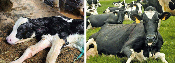 En bovinos las serovariedades predominantes son dublin y typhimurium.