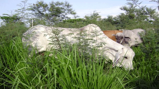 FOTOGRAFÍA 3. Sistemas silvopastoriles que evitan la degradación de las pasturas tropicales FUENTE: Raúl Botero Botero, CIAT.