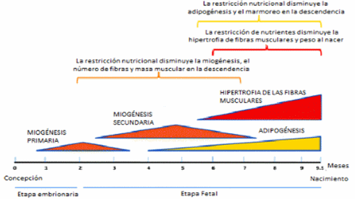 Que nos indican los numeros ¿Ciclo completo, recriar, o comprar? Análisis de de casos y combinaciones - Image 1