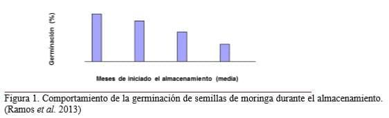 Requerimientos agronómicos de Moringa oleifera (Lam.) en sistemas ganaderos - Image 1