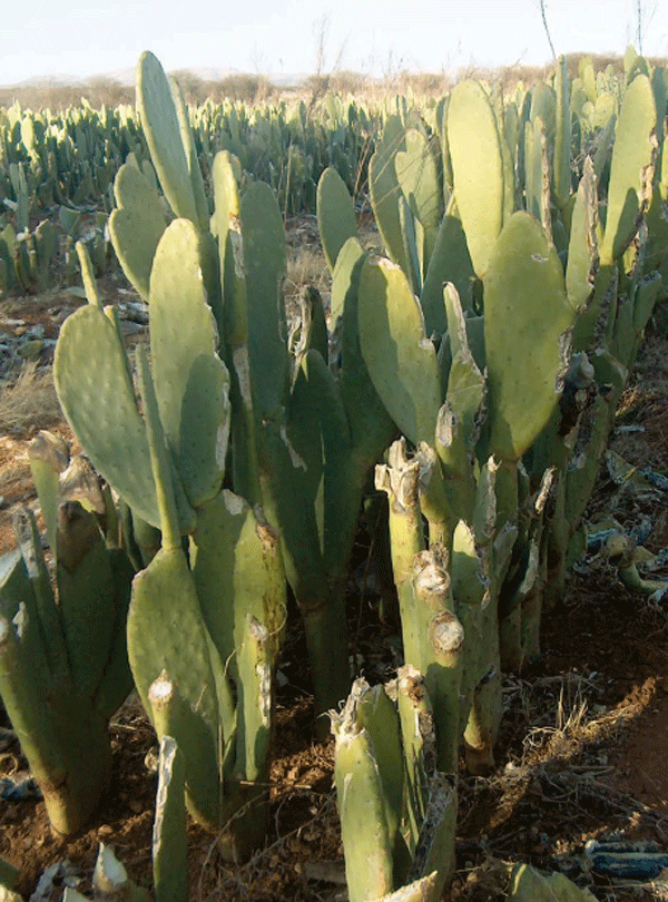 Ensilaje con nopal forrajero