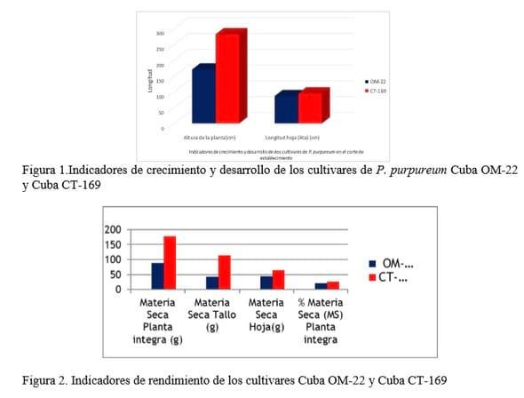Establecimiento de dos cultivares Pennisetum purpureum Cuba OM-22 y Cuba CT169 en el período poco lluvioso en una finca de San José del municipio Las Tunas, Cuba - Image 2