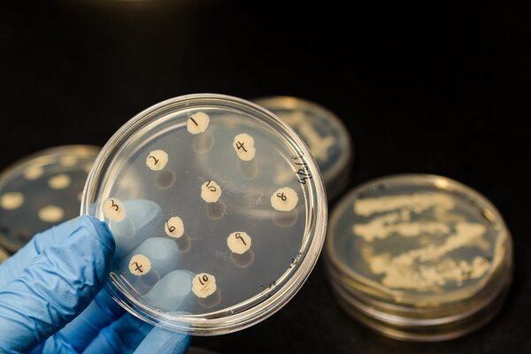 ¿Pueden las bacterias desarrollar resistencia a los extractos de plantas? - Image 1