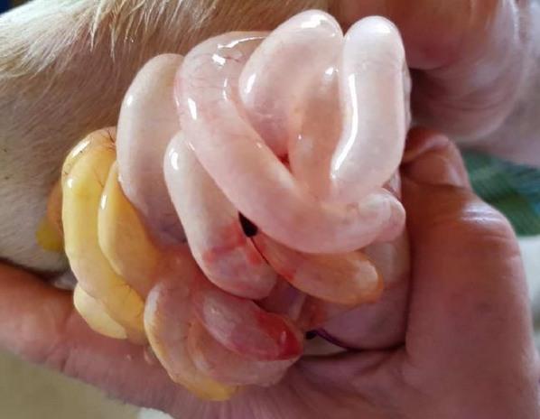 Rotavirus porcino