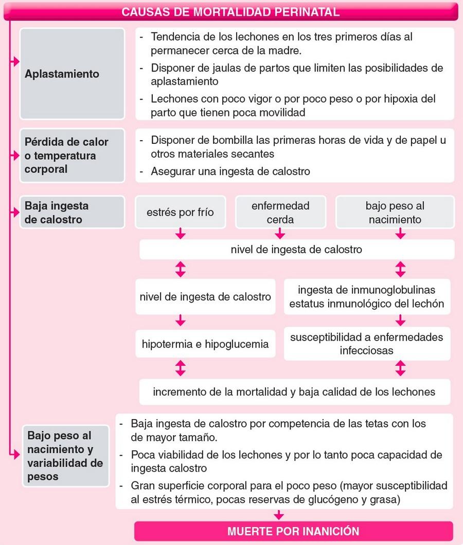 Abordaje práctico a los problemas de maternidad en ganado porcino - Image 1