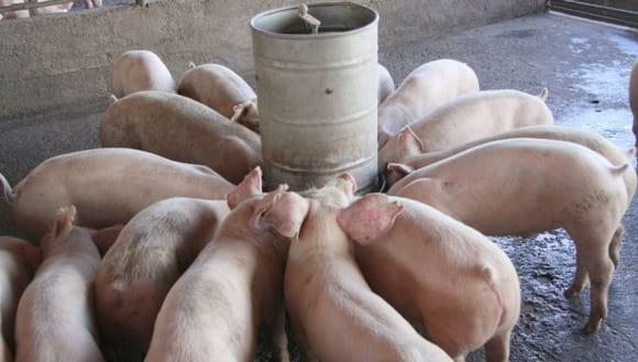 Conversión Alimenticia, ¿Qué tanto me impacta en la rentabilidad? - Image 1