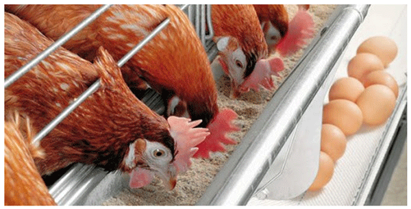 gallinas