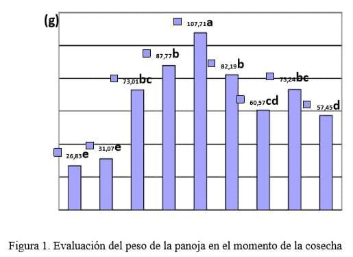 Comportamiento agroproductivo de nueve variedades de Sorghum bicolor (L.) Moench, en la zona centro de la provincia de Sancti Spíritus - Image 1