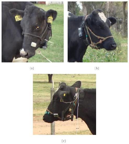 Metodologías para la estimación de la conducta alimentaria de rumiantes en sistemas silvopastoriles - Image 1