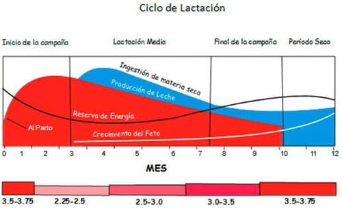 Manejo de la lactancia temprana - Image 4
