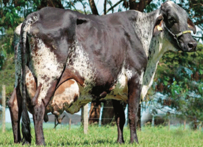 Cruzamientos con vacas Giro-lando podría ayudar a afron-tar altas temperaturas. (Fuente: https://www.canalrural.com/no-ticias/pecuaria).