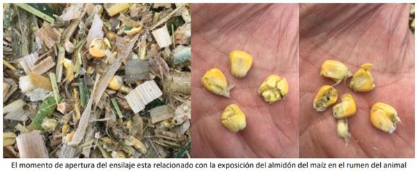Manual del cultivo de maíz para ensilaje - Ensilaje: Sexto Capítulo - Image 8
