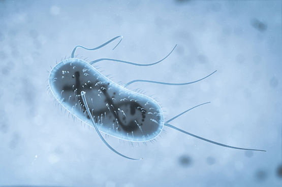 Efecto del estrés térmico en la microbiota intestinal