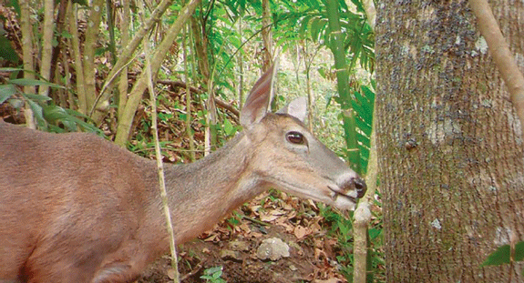 venado cola blanca