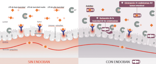 Gestión del estrés calórico y las endotoxinas: ¿cómo proteger la salud de su ganado lechero y maximizar el rendimiento? Garantizar una producción y un rendimiento constantes a altas temperaturas - Image 2