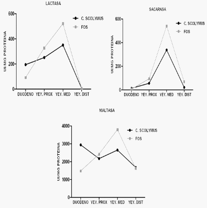 Efectos benéficos a nivel intestinal producidos por fosfomicina y extracto de cynara scolymus en lechones post destete - Image 2