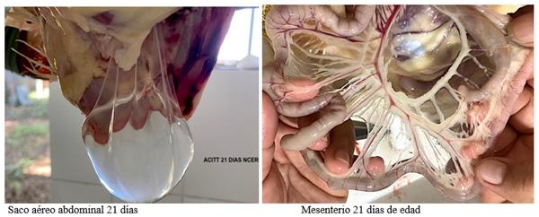 Evaluación de campo de la tylvalosina para el tratamiento de la enfermedad respiratoria crónica complicada en pollos de engorde - Image 3