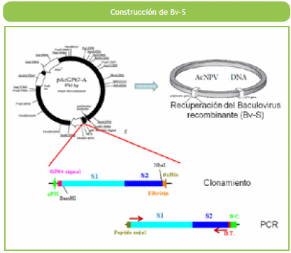 Expresión soluble de la glicoproteína Espícula del virus de bronquitis infecciosa aviar usando el sistema de expresión de Baculovirus - Image 1