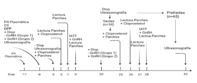 Figura 1. Esquema del diseño experimental y cronograma de actividades en función de los días de duración del ensayo. Progesterona (P4), Condición Corporal (CC), Dispositivo intravaginal de Progesterona (Disp), Inseminación Artificial a Tiempo Fijo (IATF), Días Post Parto (DPP).