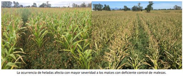 Manual del cultivo de maíz para ensilaje - Cultivo de maíz: Cuarto Capítulo - Image 17