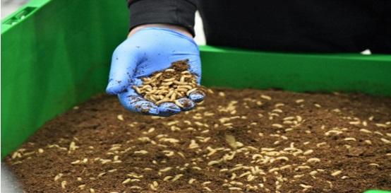 La alimentación de las gallinas con insectos - Image 1