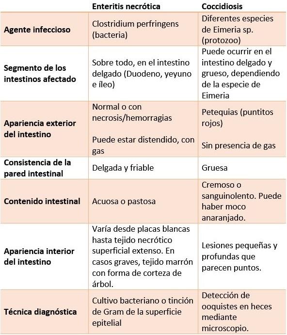 Enteritis necrótica y coccidiosis: diagnóstico diferencial - Image 2
