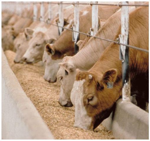 Uso de grasas protegidas en la alimentación de rumiantes - Image 8