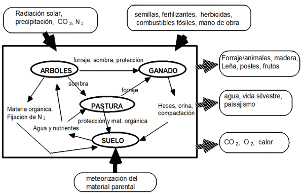 FIGURA 1. Diagrama de flujo de un sistema silvopastoril. FUENTE: Redibujado y adaptado de Bronstein (1983)