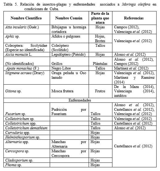 Requerimientos agronómicos de Moringa oleifera (Lam.) en sistemas ganaderos - Image 7