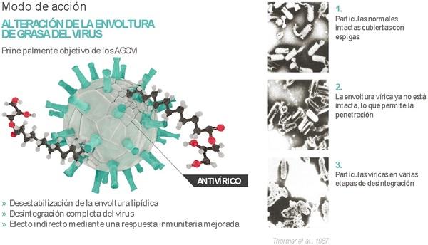 ¿Por qué es importante la salud intestinal en los animales? - Image 6