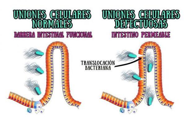 ¿Problemas de cojeras? Sus aves podrían sufrir el “síndrome del intestino permeable» - Image 5