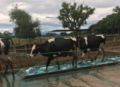 Baños podales al menos 1 vez por semana.