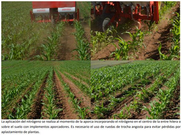 Manual del cultivo de maíz para ensilaje - Cultivo de maíz: Cuarto Capítulo - Image 11