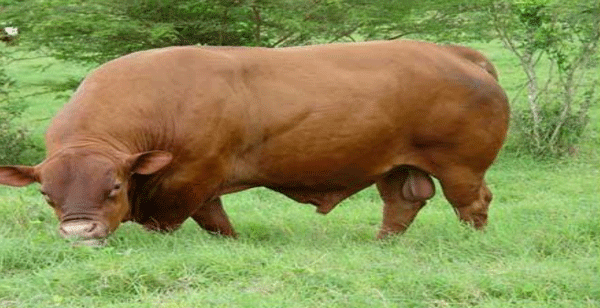 FOTOGRAFÍA 6. Toro reproductor de la raza Senepol. Obtenida inicialmente en la Isla de St Croix, en el Caribe Americano, mediante el cruce entre la raza criolla N