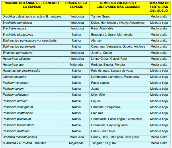 GRAMÍNEAS FORRAJERAS TROPICALES, ADAPTADAS A PISOS TÉRMICOS CÁLIDOS Y MEDIOS (0 a 1800 msnm) – SUELOS MAL DRENADOS