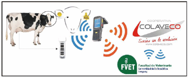 Uso de la electrónica informática para mejorar procesos de trazabilidad individual en la cadena láctea. - Image 1