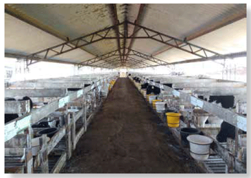 Crianza de terneros en jaula bajo galpón